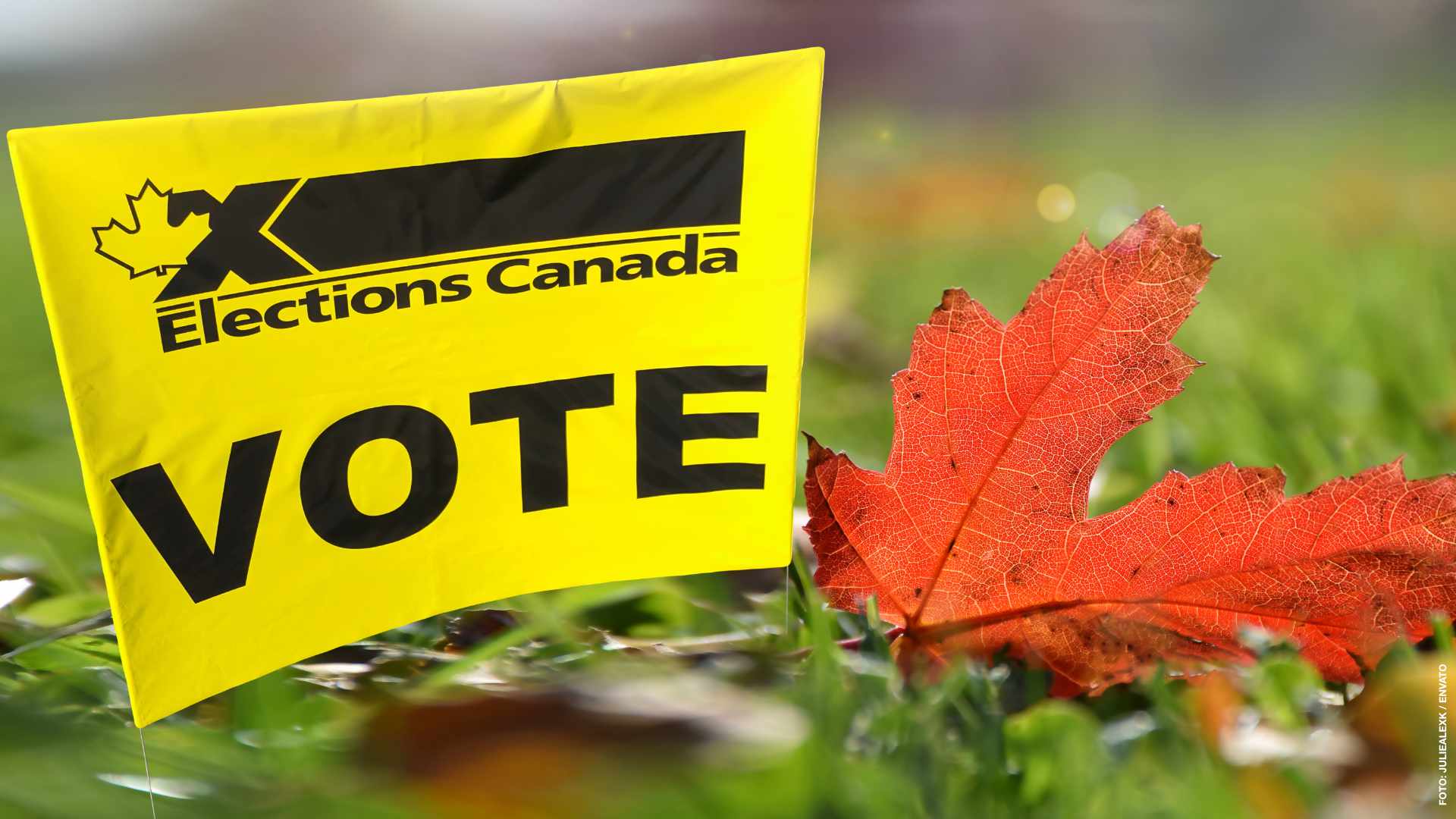 Yellow Elections Canada Vote sign with red maple leaf on green grass with selective focus