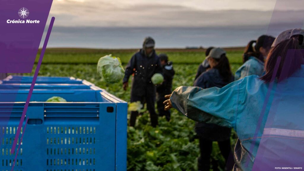 Group of People Harvesting Lettuce in a Farmland. Farm Workers